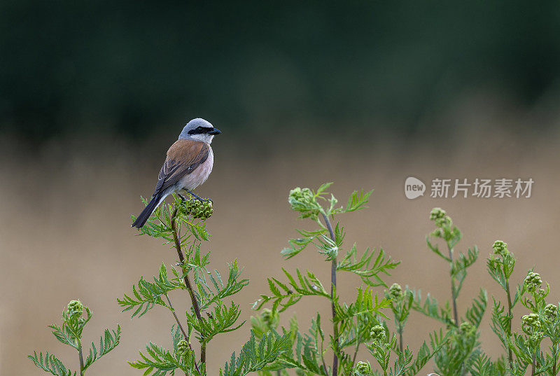 雄性红背伯劳鸟(Lanius collurio)